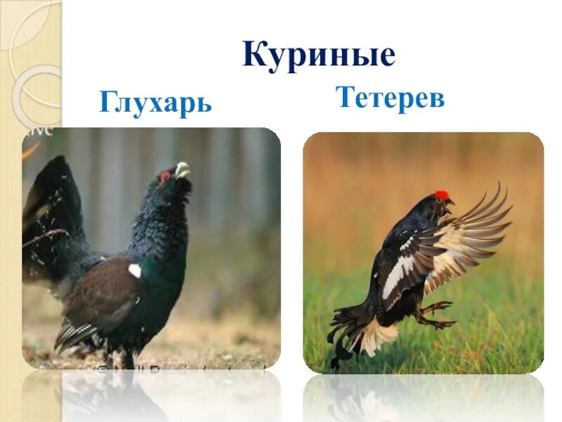Чем отличается тетерев от глухаря. Тетерев глухарь косач отличия. глухарь или тетерев. тетерев и глухарь. тетерев и глухарь разница.