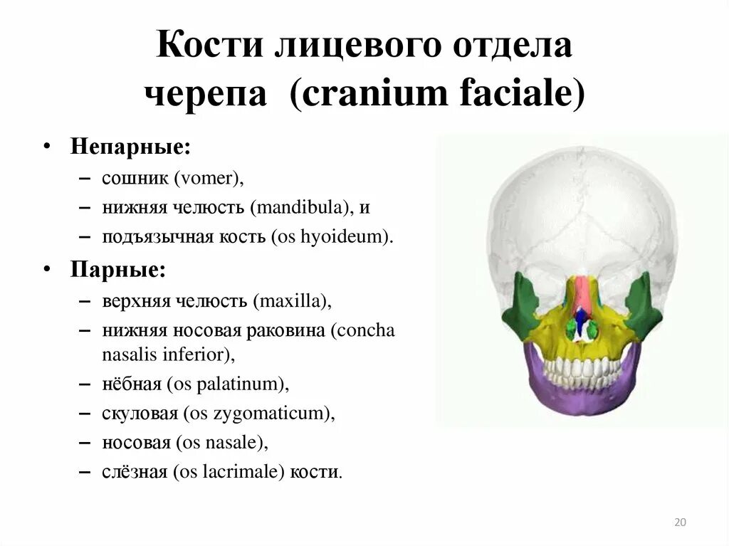 Состав кости черепа. Парные кости лицевого отдела черепа. Череп отделы черепа кости лицевого черепа. Лицевой отдел кости парные и непарные кости. Парные и непарные кости лицевого отдела черепа.