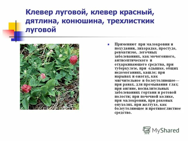 Клевер луговой листья красные. Клевер луговой краткое описание для детей. Клевер луговой растение. Клевер луговой царство. Лекарственные растения клевер луговой.