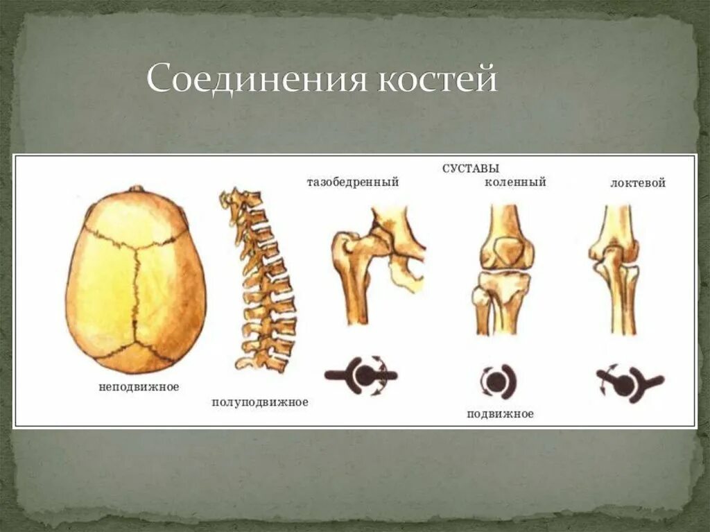 Соединение костей животные. Подвижное полуподвижное и неподвижное соединение костей. полуподвижное соединение костей. суставы подвижные неподвижные и полуподвижные. три типа соединения костей.