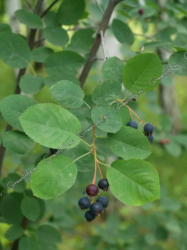 Amelanchier ovalis Изображение особи Плантариум