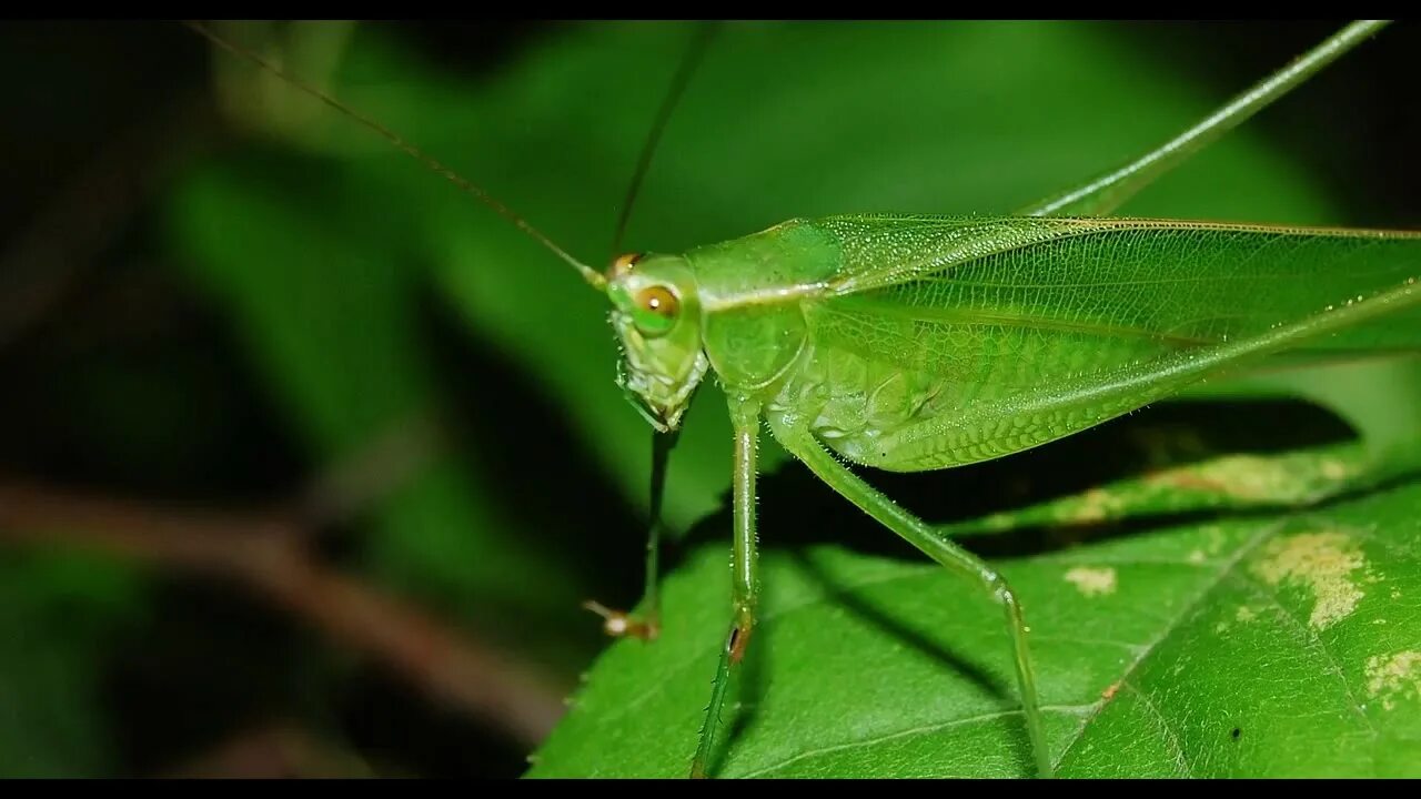 Листовидный кузнечик. Зеленое насекомое фото. Зеленое насекомое с прозрачными крыльями. Зеленое насекомое. Маленькое зеленое насекомое.