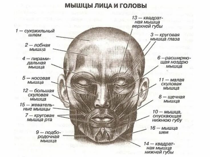 Мышцы лица. Части лица названия анатомия. Мышцы лица человека. Мышцы лица и головы.