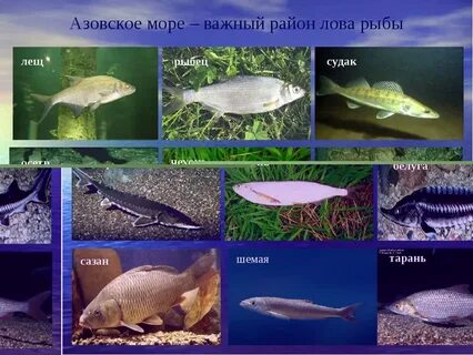 Азовское море рыба