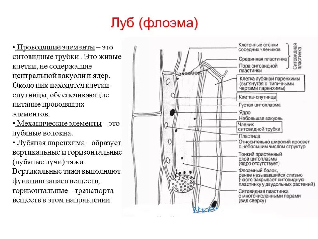 Ситовидные трубки и клетки-спутницы. Клетки спутницы флоэмы функции. Строение ситовидной трубки и клетки-спутницы. Ситовидные клетки флоэмы строение. Признаки характерные для клеток флоэмы