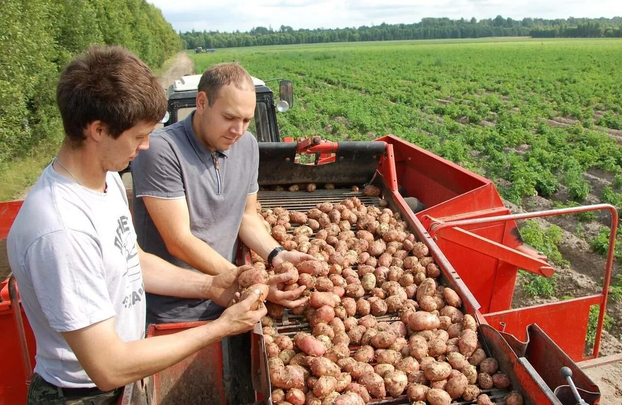 Производство сельскохозяйственной продукции в россии. Фермерское хозяйство. Сельское хозяйство картошка. Производители картофеля. Сельское хозяйство картофелеводство.