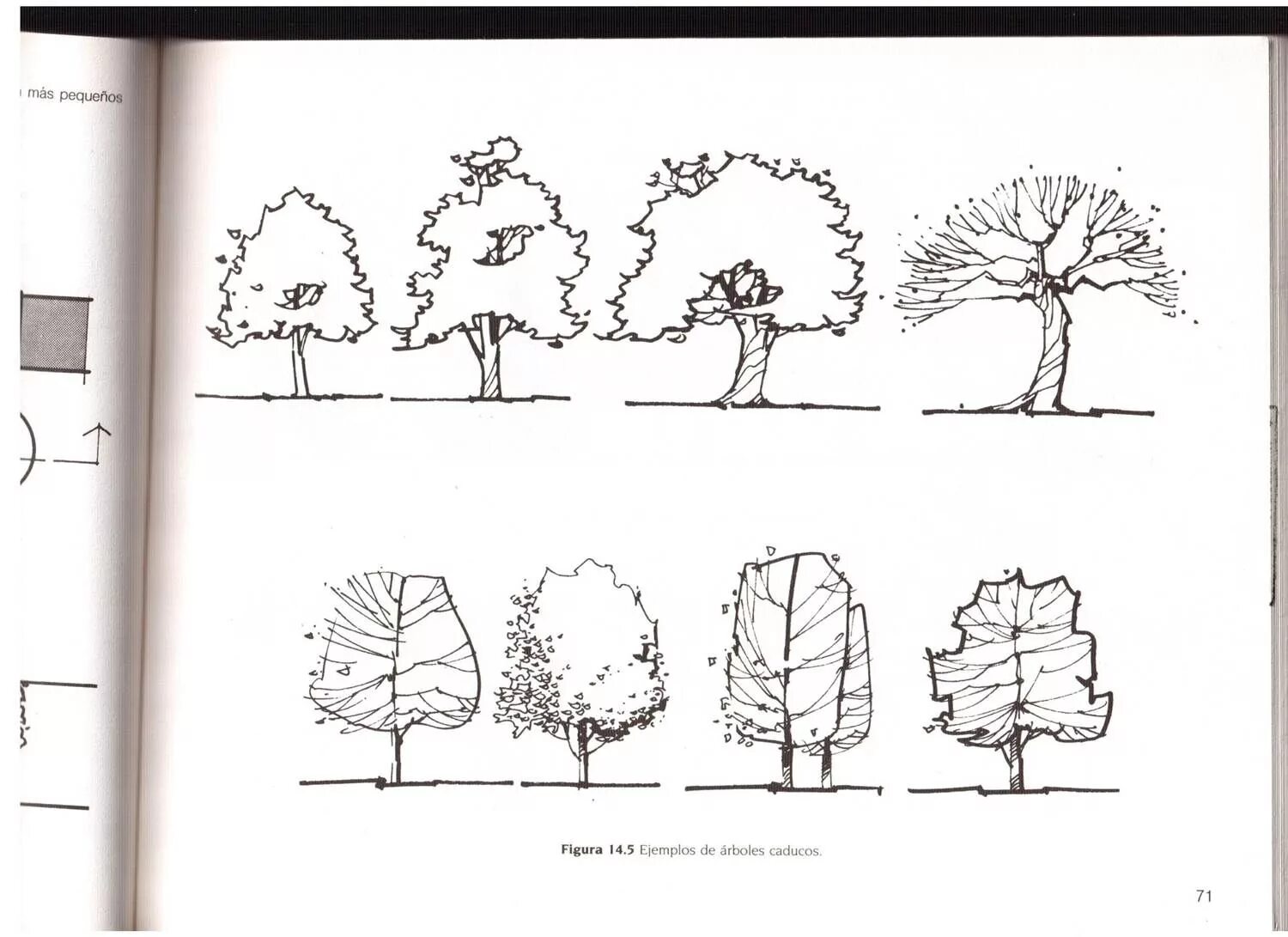 Дерево чертеж. Деревья на архитектурных чертежах. Кустарники на чертеже. Куст чертеж. Деревья архитектурные схемы.