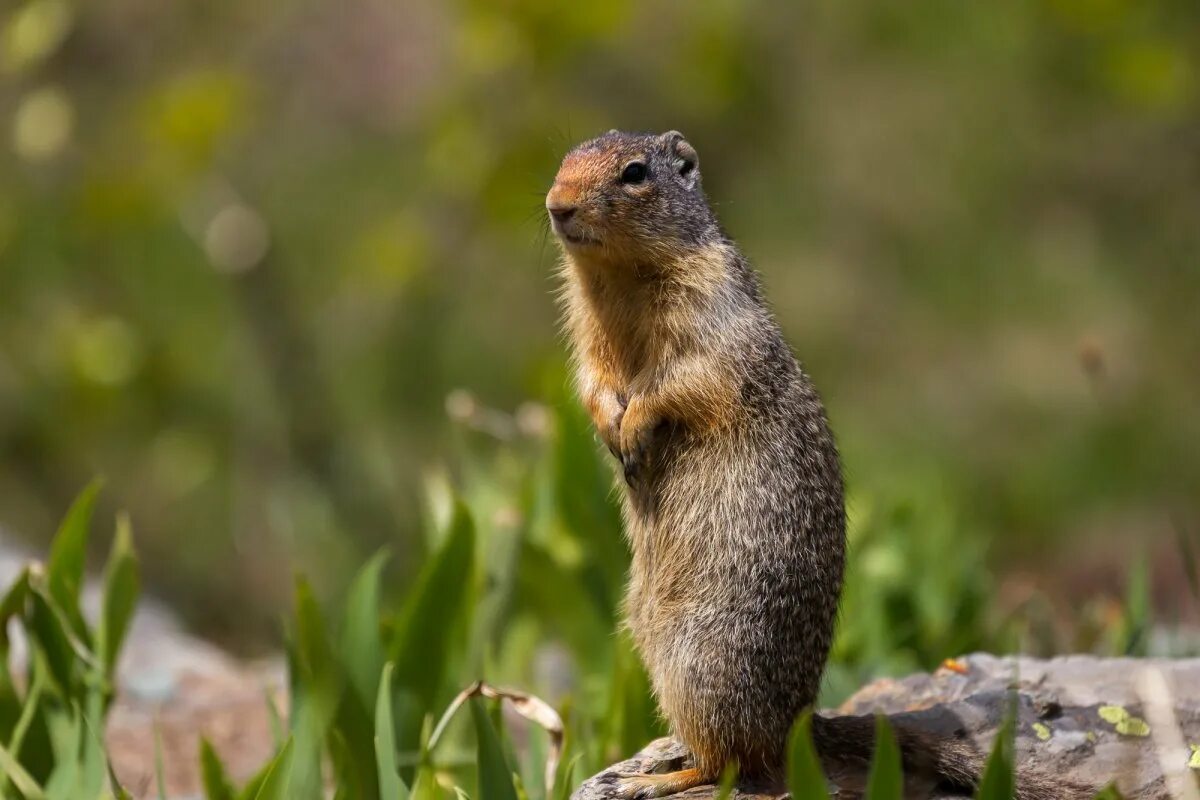 Краснощекий суслик Краснощекий. Суслик Краснощекий (Spermophilus erythrogenys). Краснощекий суслик Алтайский край. Суслик краснощекий