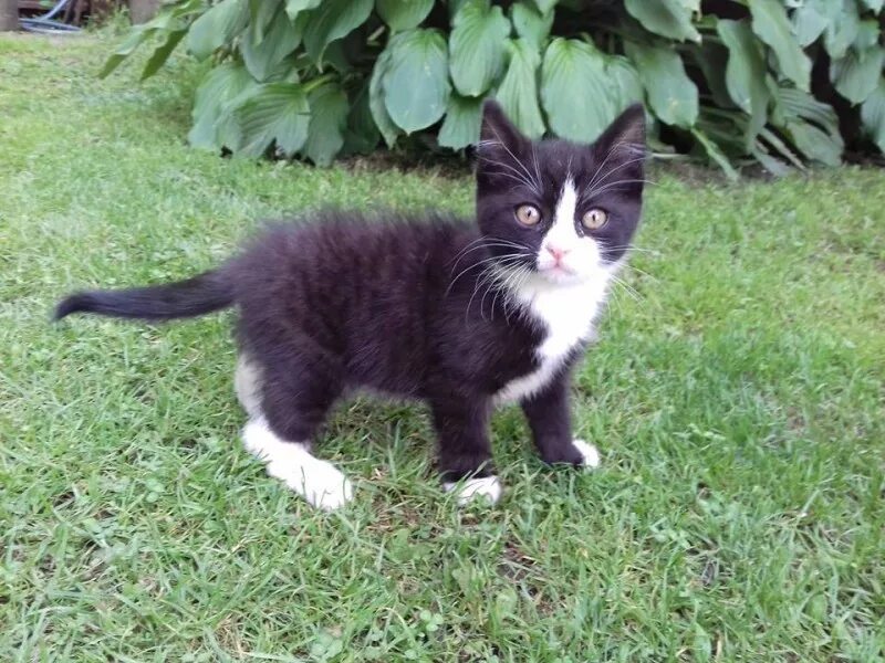 Котята с белыми лапками. Черный котенок с белой грудкой. Черный котик с белыми лапками. Черный котенок с белыми лапками и грудкой. Кот с белой грудкой и лапками.