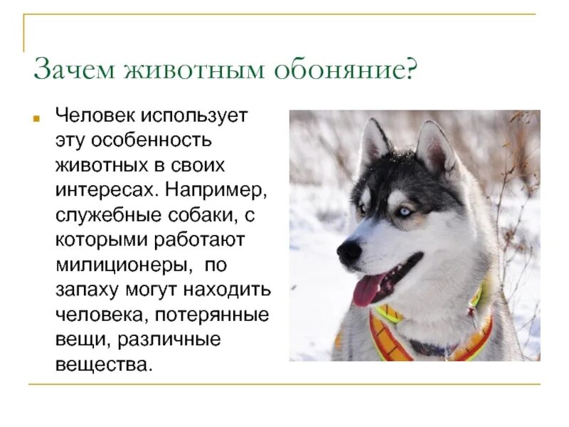 Тип внд сангвиник у собак. Бедность это в обществознании. Типы внд по павлову собаки. Текстовые категории текста. Снижение видового разнообразия.
