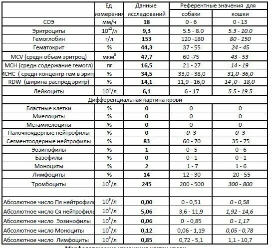 Норма креатинина у собак. Норма креатинина у кошек. Норма креатинина у кошек в крови. Норма креатинина у кошек в крови таблица. Креатинин у кошек норма.