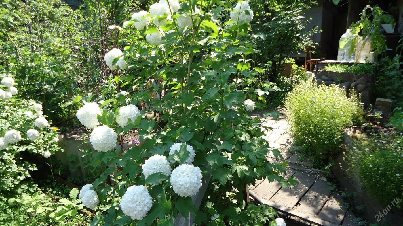 Pin by Svetlana Voynitskaya on Цветы Viburnum opulus roseum, Viburnum, Viburnum 