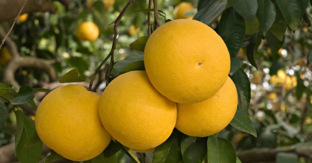 Цитрус грейпфрут. Гроздья грейпфрута. Грейпфрут. Грейпфрут дерево. Апельсин грейпфрут помело.