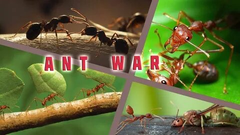 Ant 1 ant 2