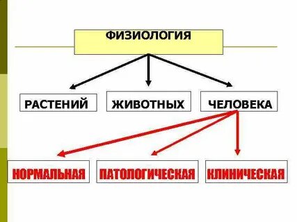 Уровень физиологии
