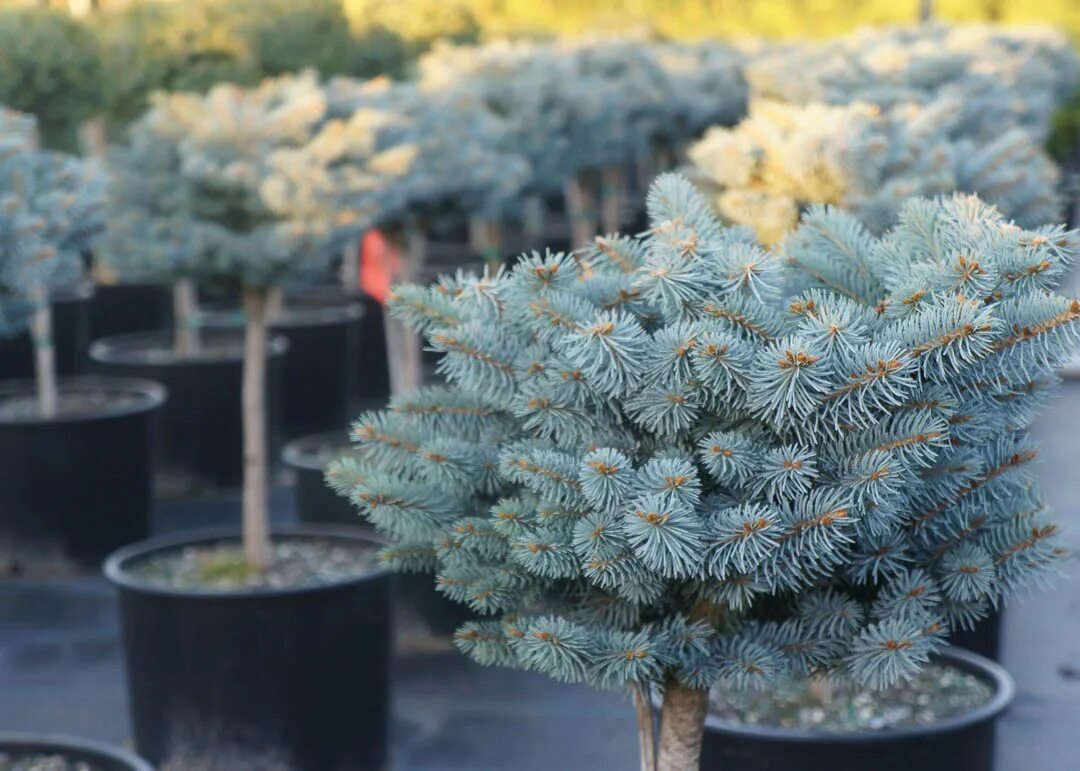 Ель Глаука Глобоза. Ель колючая Глаука. Picea pungens glauca globosa ель колючая Глаука Глобоза. Ель колючая 'glauca globosa', Picea pungens 'glauca globosa'. Ель колючая высота