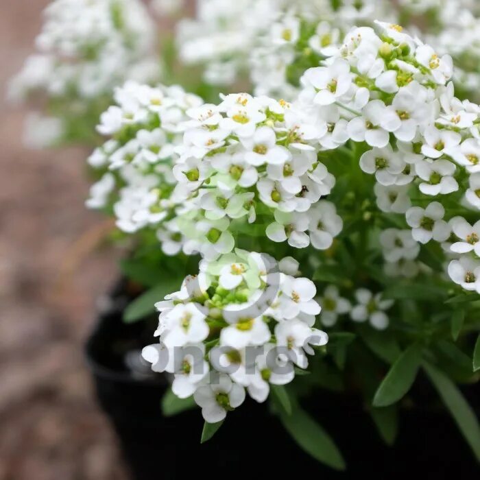 Алиссум цветок. Алиссум lobularia maritima. Аллиссум. Лобулярия приморская алиссум lobularia maritima. Алиссум эстер боннет уайт.