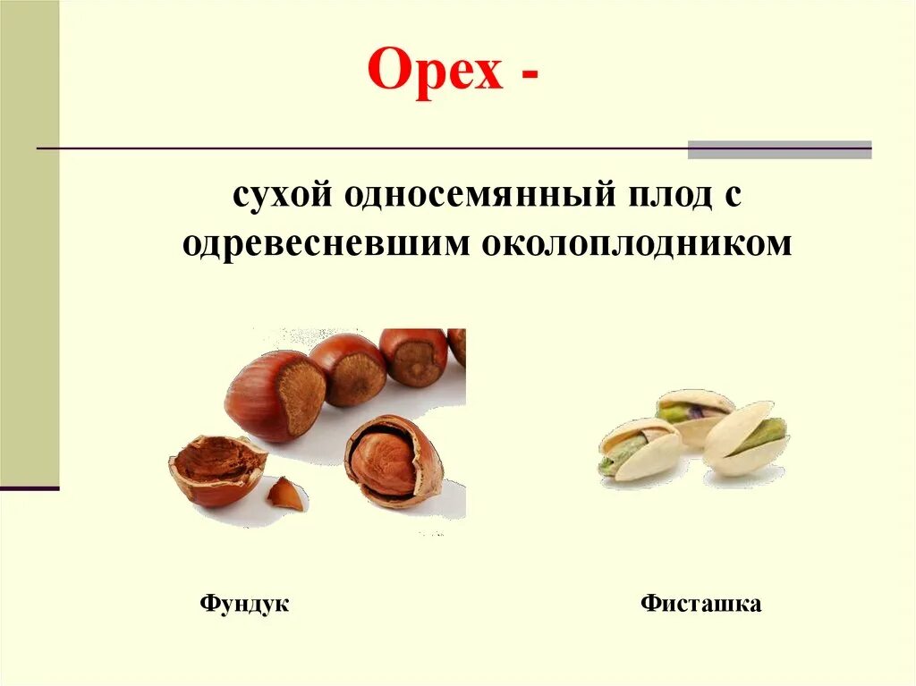 Какие из перечисленных плодов сухие. Сухие односемянные орех плодов. Орех фундук строение плода. Орех фундука строение схема. Сухой односемянный плод фундука..