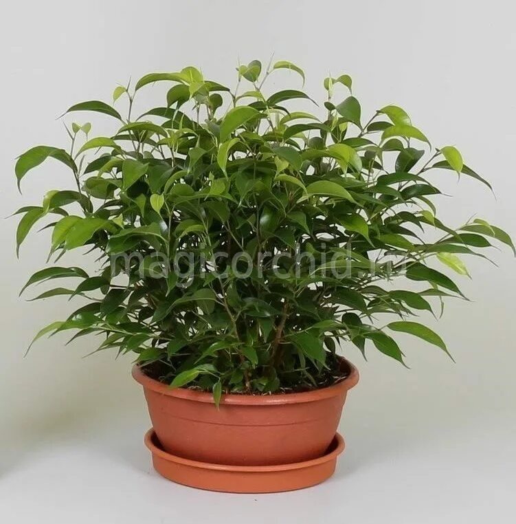 Фи́кус Бенджами́на Ficus benjamina. Фикус Natasja. Фикус Наташа (Ficus Natasja). Ficus benjamina Natasja.