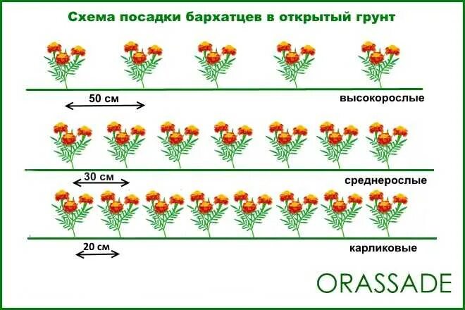 На каком расстоянии сажать цветы. Бархатцы прямостоячие схема посадки. Тонколистные бархатцы схема посадки. Схема посадки бархатцев низкорослых. Бархатцы схема посадки в открытый грунт.