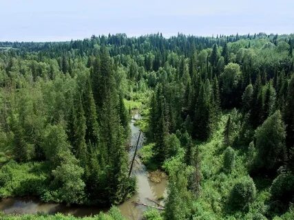 В тайге русской равнины распространены леса