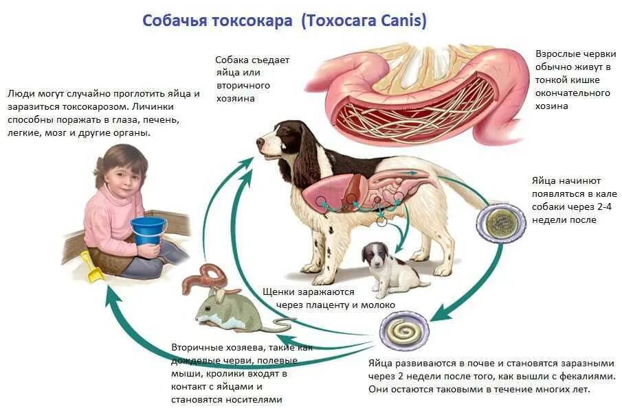 Заболела ребенку 2 недели. Цикл развития токсокароза собак. Токсокара жизненный цикл схема. Токсокароз жизненный цикл схема. Токсокара собачья жизненный цикл.