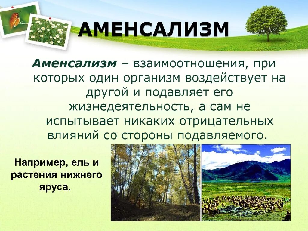 Тип взаимодействия аменсализм. Биотические отношения аменсализм. Аменсализм биологические факторы. Аменсализм Тип взаимоотношений примеры. Отношения вредные для обоих организмов