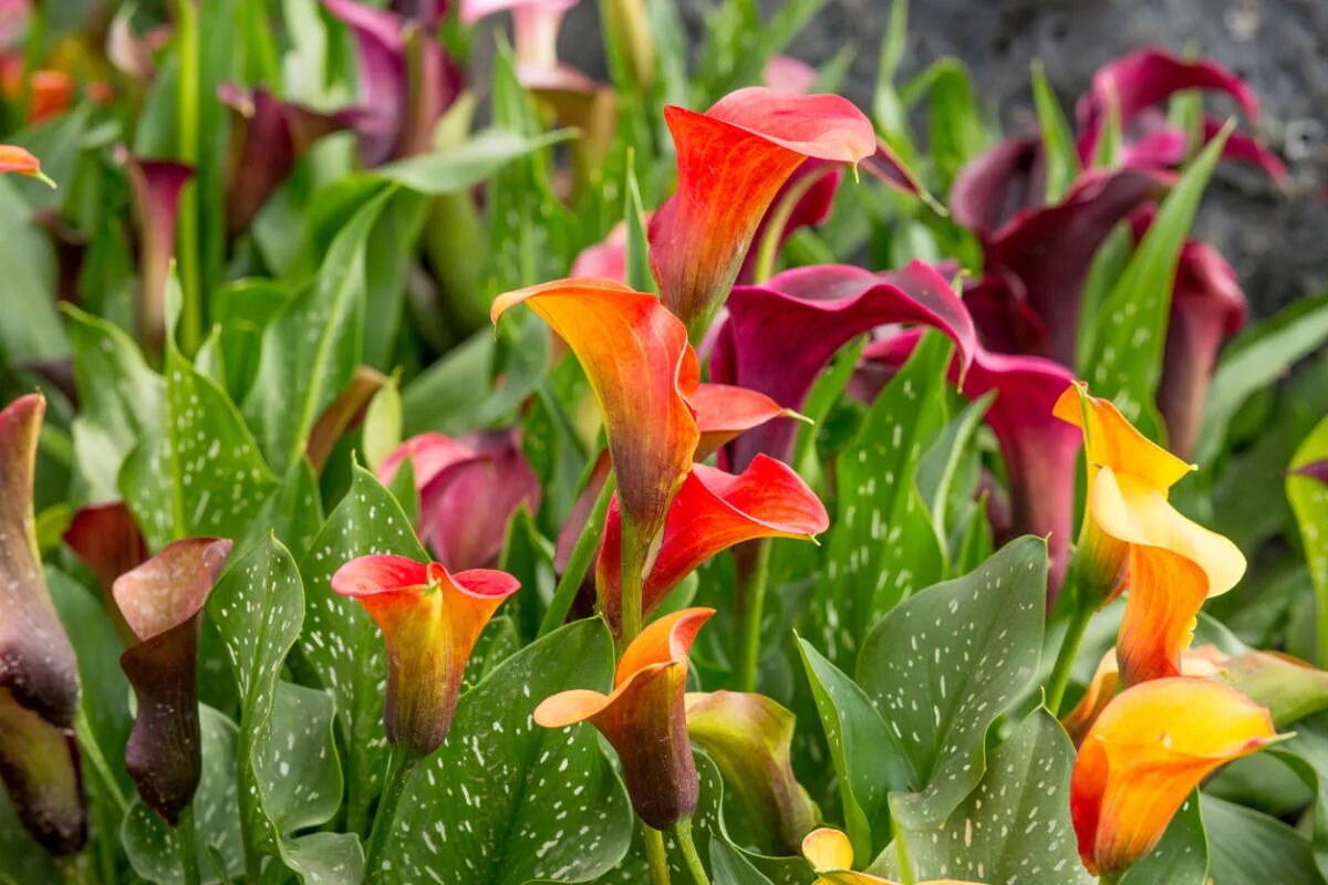 Калла Зантедеския. Зантедеския (Калла) (Zantedeschia). Калла (Зантедеския) микс. Калла, Зантедеския, белокрыльник). Выращивание цветов каллы в саду