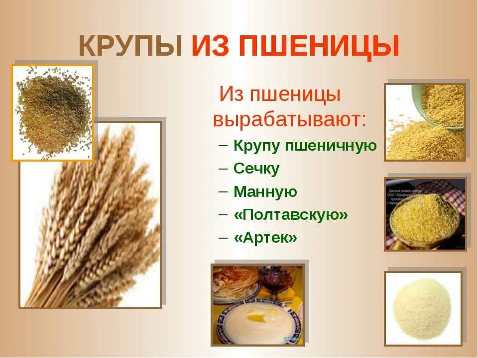 Пшеничная из чего делают. Манная крупа из чего. Крупы из зерновых культур. Крупы из зерна пшеницы. Манная крупа из пшеницы.