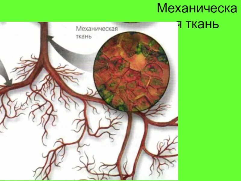 Механическая ткань. Механическая ткань растений 6 класс биология. Волокна механической ткани у растений. Механическая ткань биология 6 класс