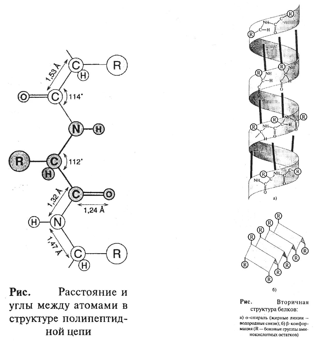 Супервторичная структура белка биохимия. Первичная и вторичная структура белка. Вторичная структура белка биохимия. Белок вторичная структура. Вторичная структура белка форма
