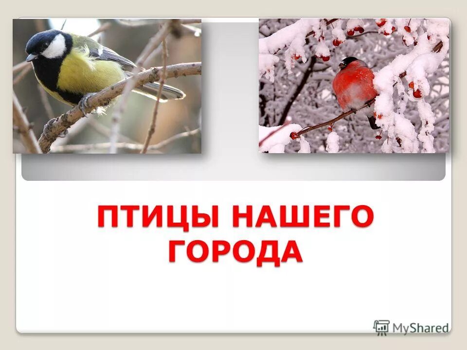 Птички зимой. Рисование птицы на кормушке. Тема птицы в городе. Тема птицы в городе. Зимние птицы для детского сада.