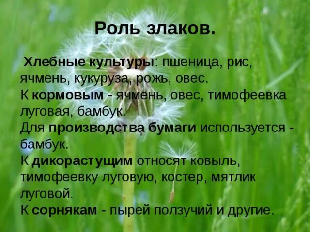 Значение культурных злаков в жизни человека. Роль злаковых в жизни живых организмов. Семейство злаковые значение. Роль злаковых в жизни человека. Роль злаковых в природе.