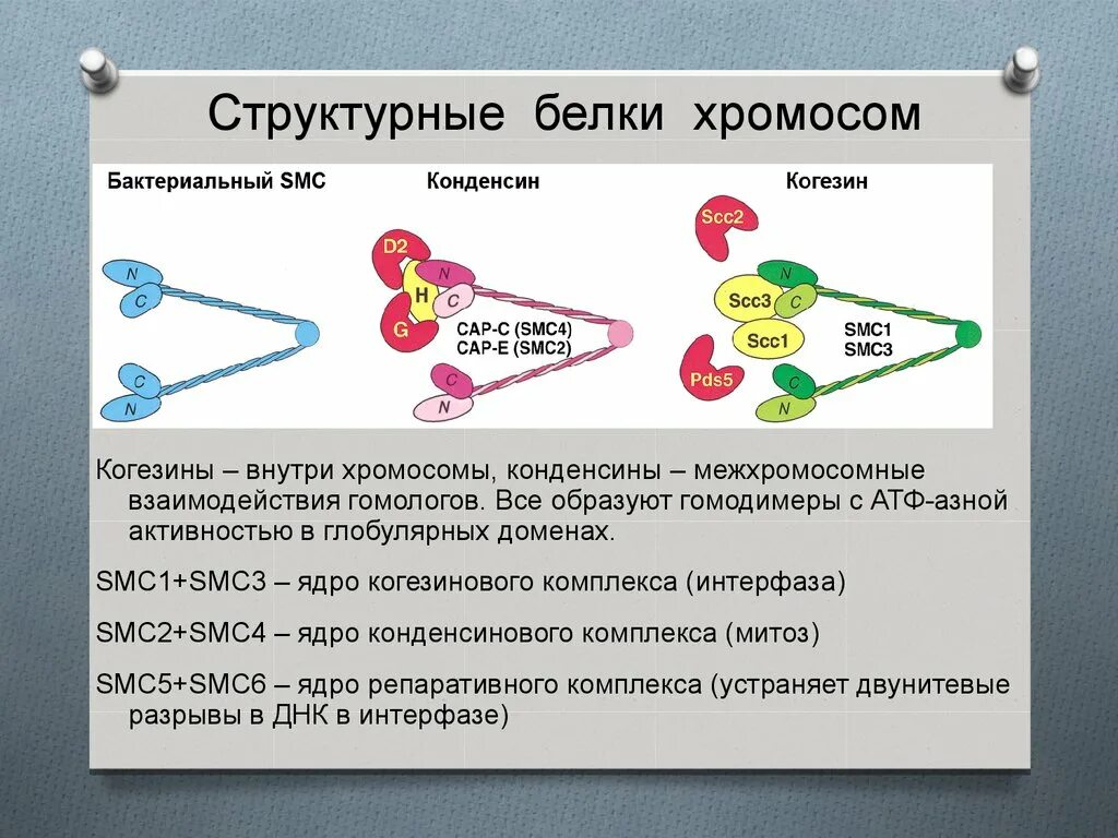 Сколько молекул днк в данной хромосоме. Какие белки в хромосомах. Белки входят в состав хромосом. Функция белков в хромосомах. Белковые компоненты хромосом.