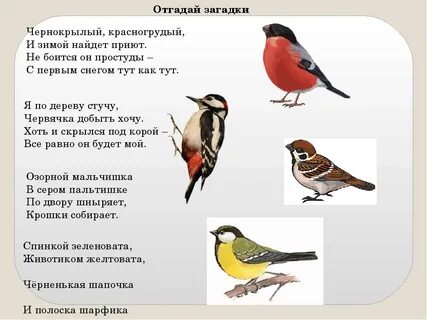 Загадки про птиц 4 5 лет
