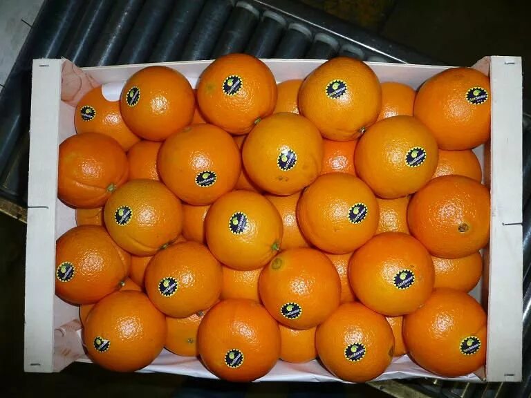 Апельсины страны производители. Производитель мандаринов. Наклейки на мандарины. Апельсины производитель. Мандарин этикетка.