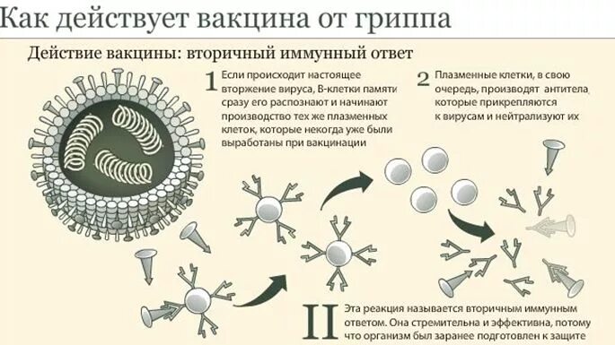 Действие вируса гриппа. Схема действия вакцины. Принцип действия прививки. Принцип действия вакцины вакцинации. Механизм действия вакцин схема.