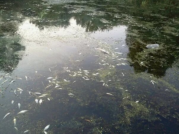 Основные виды загрязнения вод. Основные виды загрязнения вод. Озеро карачай. Процессы самоочищения водоемов. Загрязнение водоемов.