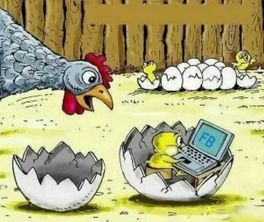 Цыпленок курицу не учит