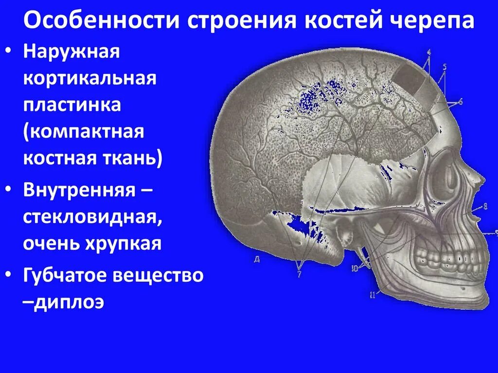 характеристики костей черепа. характеристики костей черепа. особенности строения костей черепа. строение черепной коробки особенности. особенности черепа новорожденного роднички.