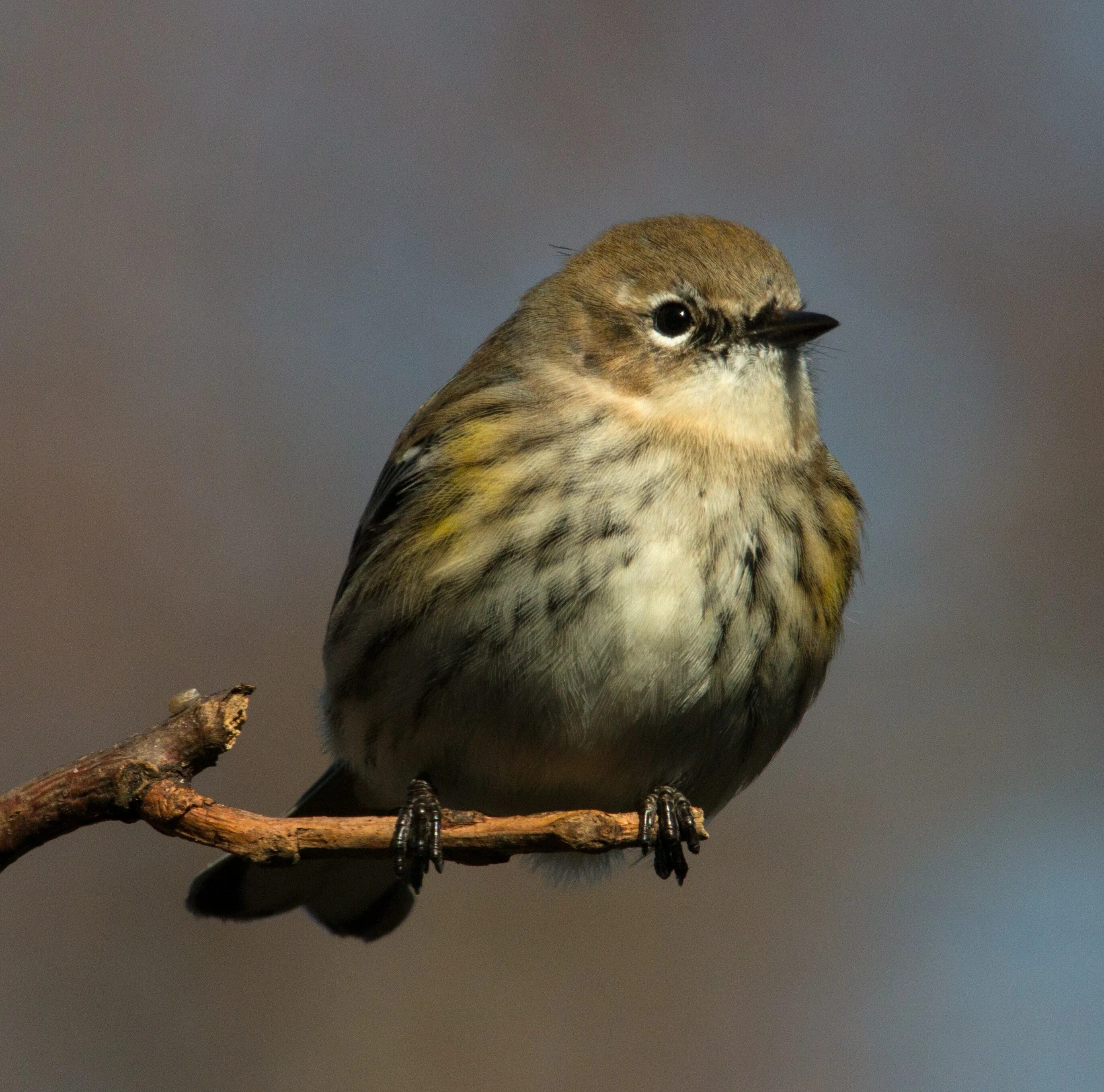 Птица с желтым пятном. Птица Yellow Rumped Warbler. Отряд воробьиных желтогрудка. Yellow-Rumped Warbler птица Yellow Rumped. Маленькая желтенькая птичка похожая на воробья.