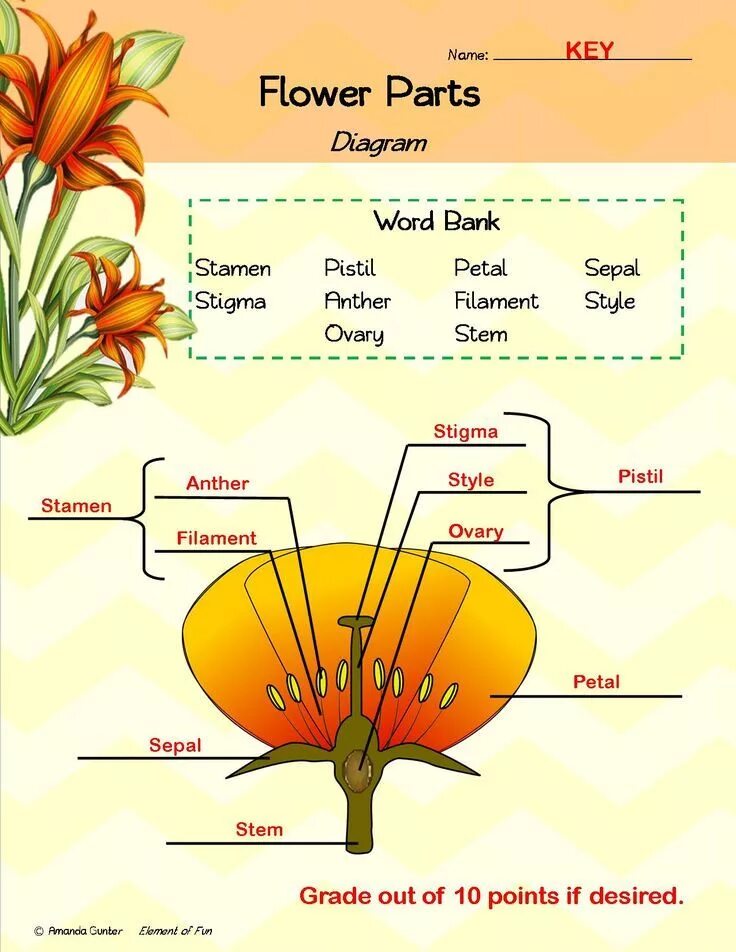 Parts of Flower. Flower structure. Parts of the Flower Worksheets. Parts of a Flower for Kids.