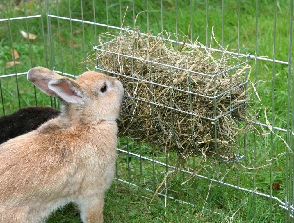 Сколько сена кролику. Сено для кроликов. Кормушка для сена для кроликов. Кролик ест сено. Кормушка для сена для декоративных кроликов.