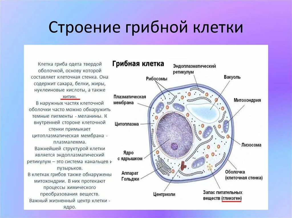 Верны ли суждения о строении грибной клетки. Строение эукариотической клетки грибов. Эукариотическая клетка грибная. Строение эукариотической клетки гриба. Строение грибной клетки микробиология.