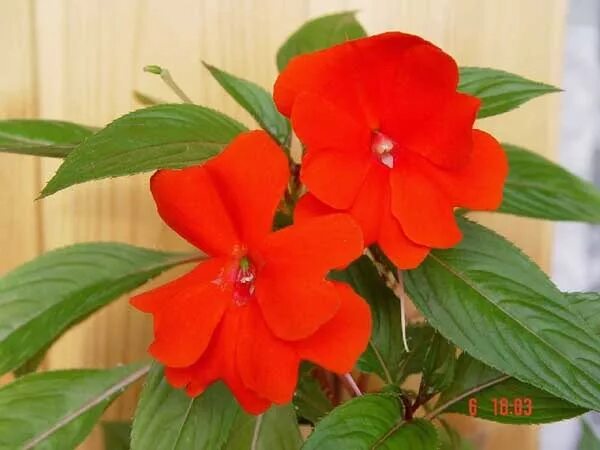 Rockapulco ® Dark Orange - Double Impatiens - Impatiens walleriana Double impati