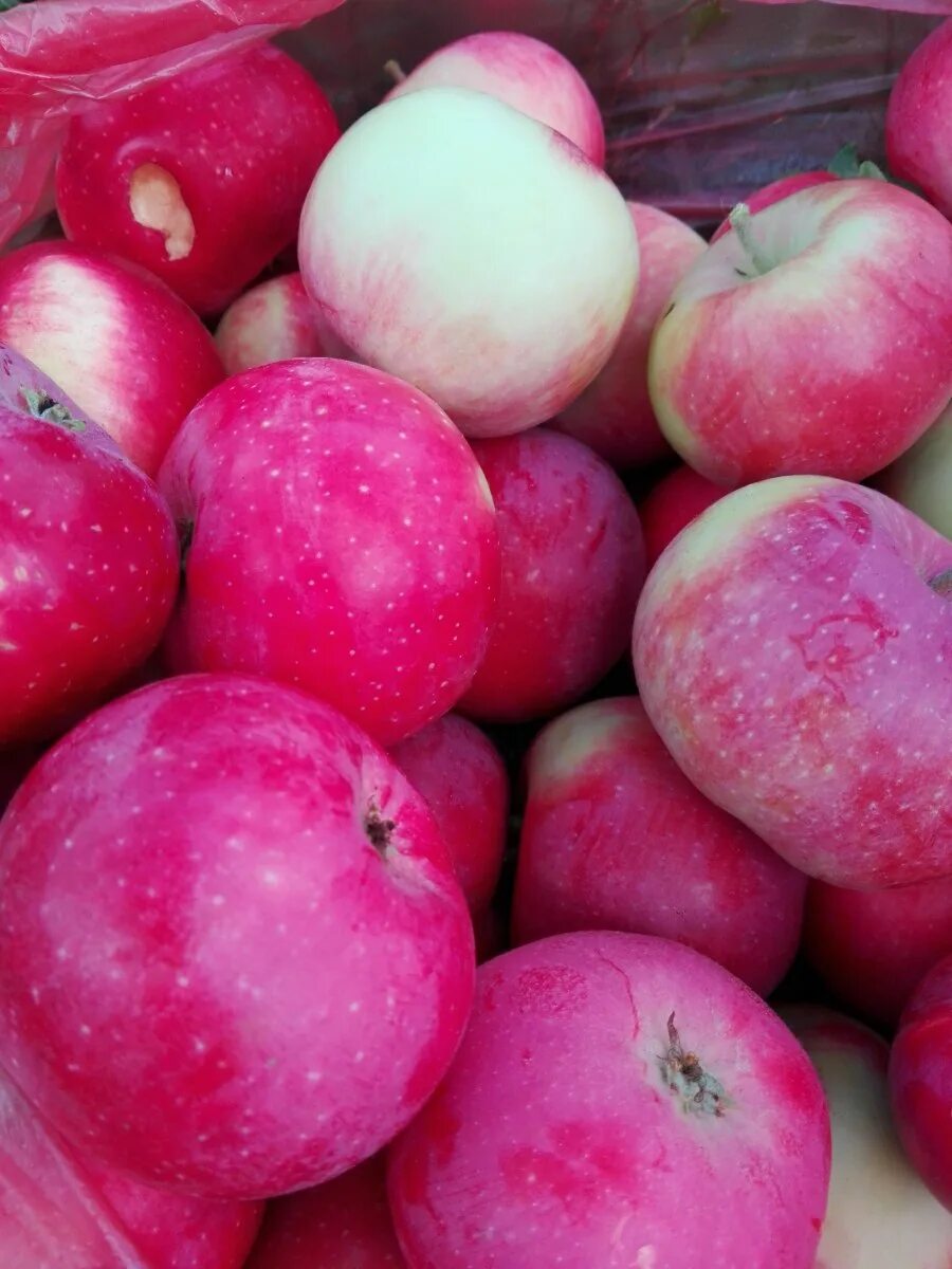 Яблоня сорт имрус. Яблоня летняя коваленковское. Яблоня мельба шафран. Яблоня альва. Яблоки мельба.