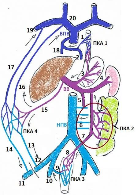 Портокавальные анастомозы анатомия. Анастомозы вен портокавальные. Нижняя полалая Вена анатомия. Нижняя полая Вена анатомия схема.