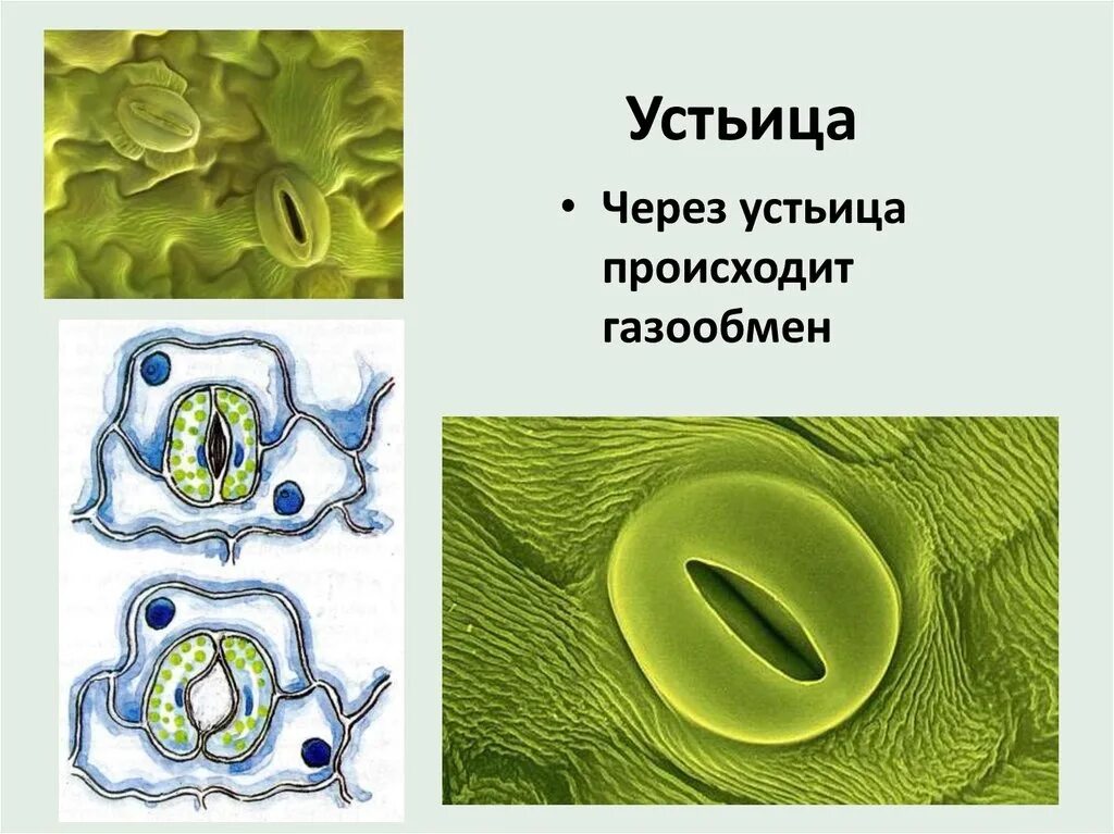 Устье растений. Строение устьица листа биология 6. Строение устьица 6 класс биология. Устьица на листьях растений. Устьица обеспечивают процессы.