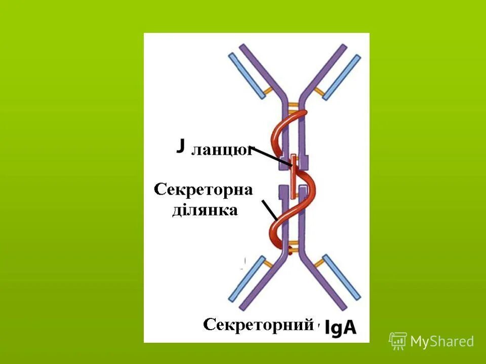 Панель иммуноглобулинов. Структура иммуноглобулина iga. Секреторный и сывороточный иммуноглобулин а. Схема строения секреторного иммуноглобулина а.
