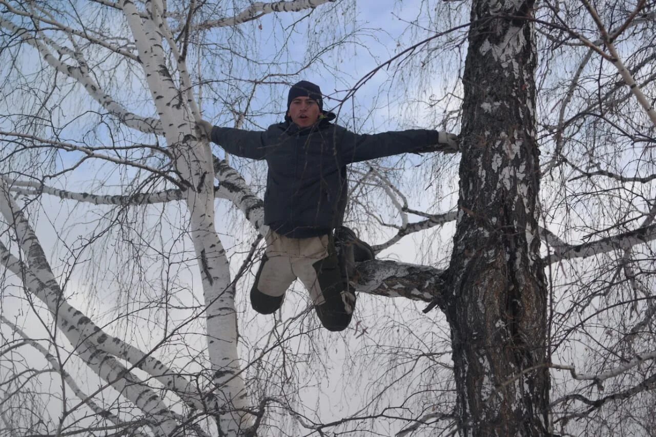 Упала на березку. Береза и человек. Мужик на Березе.